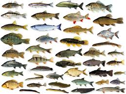 Image result for vissen