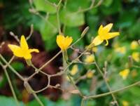 Attēlu rezultāti vaicājumam “Mycelis muralis bud”