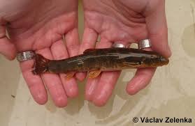 Attēlu rezultāti vaicājumam “Barbatula barbatula”