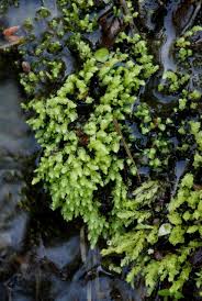 Attēlu rezultāti vaicājumam “Pohlia wahlenbergii”