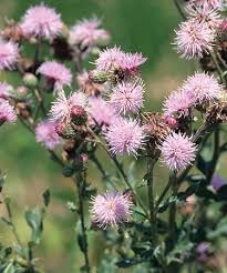 Attēlu rezultāti vaicājumam “Cirsium arvense flower”