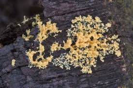 Attēlu rezultāti vaicājumam “Physarum alexandrowiczii sessile”