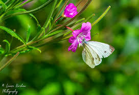 Attēlu rezultāti vaicājumam “Pieris napi female”