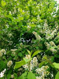 Attēlu rezultāti vaicājumam “Padus avium”