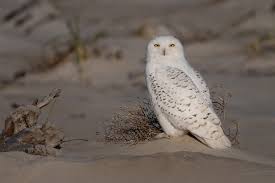 Image result for Bubo scandiacus