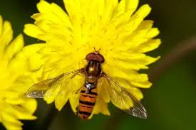 Attēlu rezultāti vaicājumam “Episyrphus balteatus”