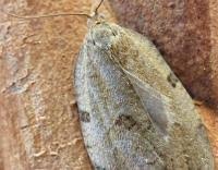 Attēlu rezultāti vaicājumam “Lozotaenia forsterana”