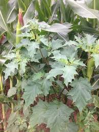 Image result for Datura stramonium