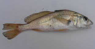 Image result for Micropogonias undulatus