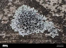 Attēlu rezultāti vaicājumam “Physcia aipolia”