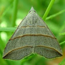 Attēlu rezultāti vaicājumam “Colobochyla salicalis”