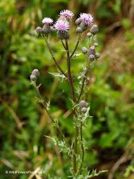 Attēlu rezultāti vaicājumam “Cirsium arvense fruit”