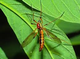Attēlu rezultāti vaicājumam “Nematocera”