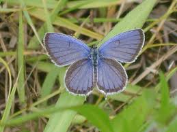 Attēlu rezultāti vaicājumam “Everes argiades”