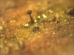 Attēlu rezultāti vaicājumam “Cribrariaceae”