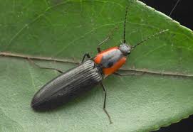 Attēlu rezultāti vaicājumam “Elateridae”