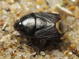 Attēlu rezultāti vaicājumam “Cydnidae”