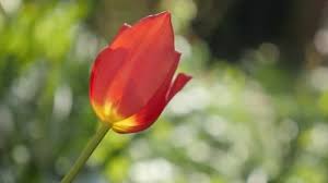 Attēlu rezultāti vaicājumam “Tulipa gesneriana flower”