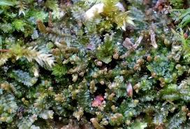 Attēlu rezultāti vaicājumam “Leiocolea heterocolpos”