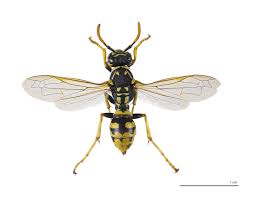 Attēlu rezultāti vaicājumam “Polistes”