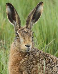 Attēlu rezultāti vaicājumam “Lepus europaeus”