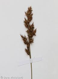 Attēlu rezultāti vaicājumam “Carex appropinquata fruit”