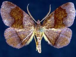 Attēlu rezultāti vaicājumam “Plagodis pulveraria”