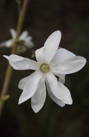 Attēlu rezultāti vaicājumam “Magnolia x loebneri flower”