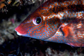 Image result for Symphodus bailloni