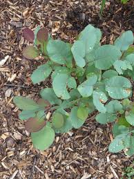 Attēlu rezultāti vaicājumam “Cotinus coggygria leaf”