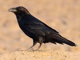 Attēlu rezultāti vaicājumam “Corvus corax adult”
