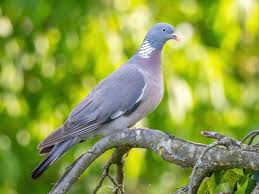 Image result for Columba palumbus