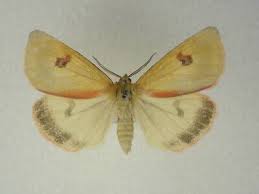 Attēlu rezultāti vaicājumam “Diacrisia sannio male”