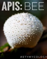 Attēlu rezultāti vaicājumam “Lycogala confusum spores”