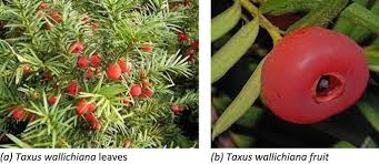 Attēlu rezultāti vaicājumam “Taxus wallichiana”