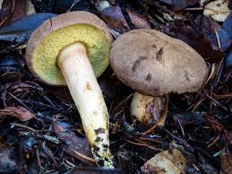 Attēlu rezultāti vaicājumam “Xerocomus subtomentosus”