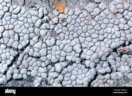 Attēlu rezultāti vaicājumam “Dianema depressum”