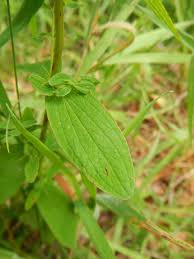Attēlu rezultāti vaicājumam “Hypericum maculatum leaf”