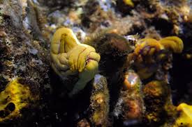 Attēlu rezultāti vaicājumam “Pantilius tunicatus imago”