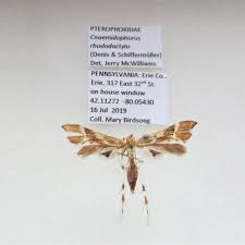 Attēlu rezultāti vaicājumam “Cnaemidophorus rhododactyla”