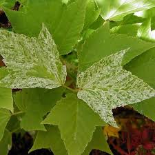 Attēlu rezultāti vaicājumam “Acer rufinerve”