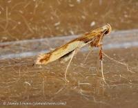 Attēlu rezultāti vaicājumam “Caloptilia hemidactylella”