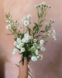 Image result for Achillea Ptarmica