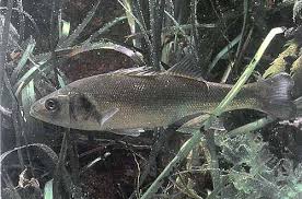 Image result for Dicentrarchus labrax