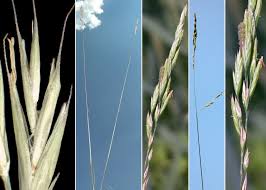 Attēlu rezultāti vaicājumam “Festuca rubra subsp. rubra”