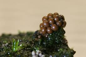 Attēlu rezultāti vaicājumam “Trichia ambigua spores”