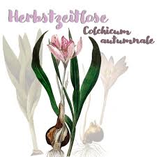Image result for Herbstzeitlose