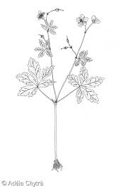 Attēlu rezultāti vaicājumam “Geranium palustre leaf”