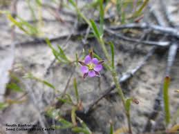 Attēlu rezultāti vaicājumam “Spergularia marina leaf”