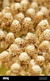 Attēlu rezultāti vaicājumam “Achillea millefolium bud”